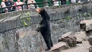 Bear or human? China zoo refutes costume claims amid viral hind-leg standing video