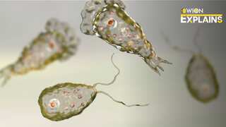Explained | Rare 'brain-eating amoeba' haunts US, kills Georgia resident 