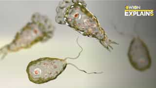 Explained | Rare 'brain-eating amoeba' haunts US, kills Georgia resident 