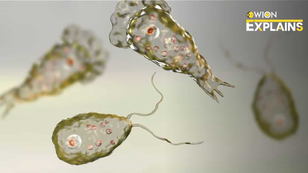 Explained | Rare 'brain-eating amoeba' haunts US, kills Georgia resident 