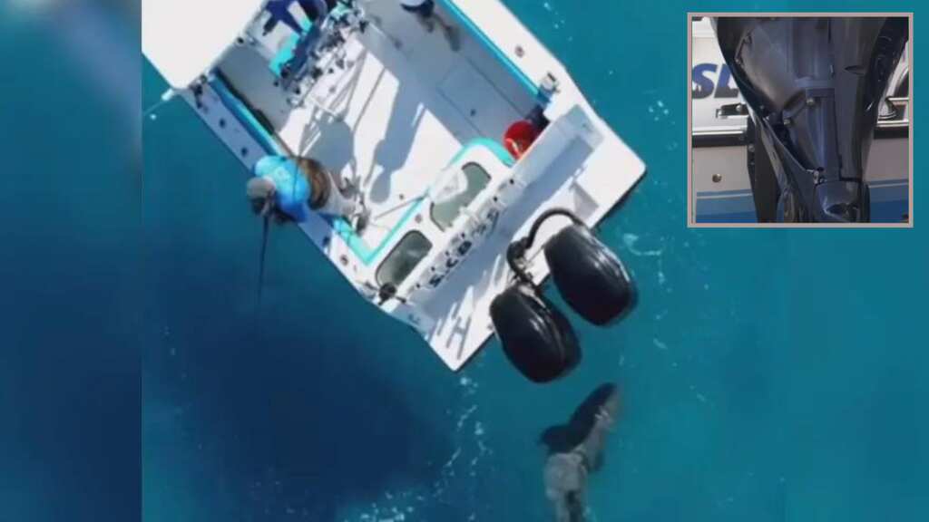 Watch | Drone captures shark clattering into fishing boat in Florida eight times