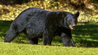 US: 'Extremely agitated' black bear shot and killed by Alaska police