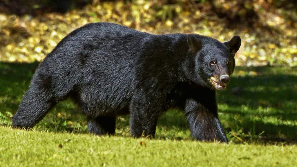 US: 'Extremely agitated' black bear shot and killed by Alaska police