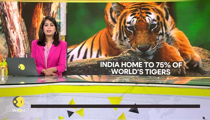 Gravitas: India is now home to 75% of the world's tiger