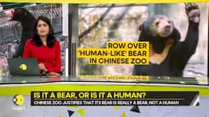 Gravitas: Chinese zoo accused of dressing a human in a bear costume