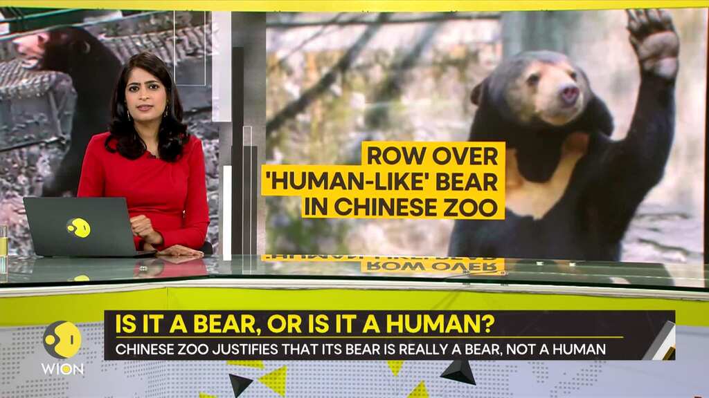 Gravitas: Chinese zoo accused of dressing a human in a bear costume