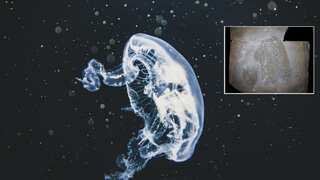 Scientists confirm jellyfish who existed about 500 million years before early human beings