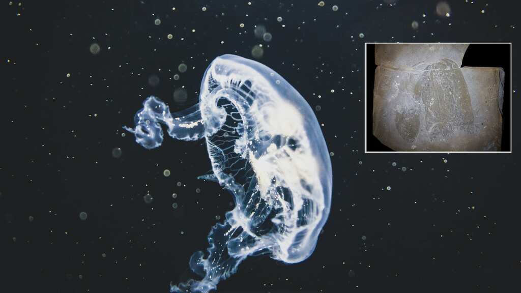 Scientists confirm jellyfish who existed about 500 million years before early human beings