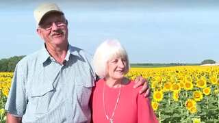 WATCH | US farmer plants around 1.2 million sunflowers to surprise wife on 50th wedding anniversary