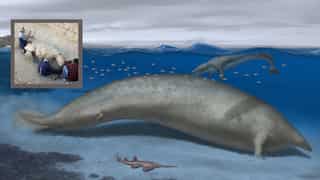 Not blue whale, this 40mn-year-old animal is largest ever to have lived on Earth