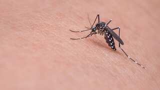 Scientists discover bacteria that stops malaria transmission, by sheer chance