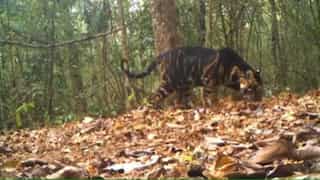 Video of extremely rare melanistic tiger in India amazes netizens