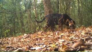 Video of extremely rare melanistic tiger in India amazes netizens