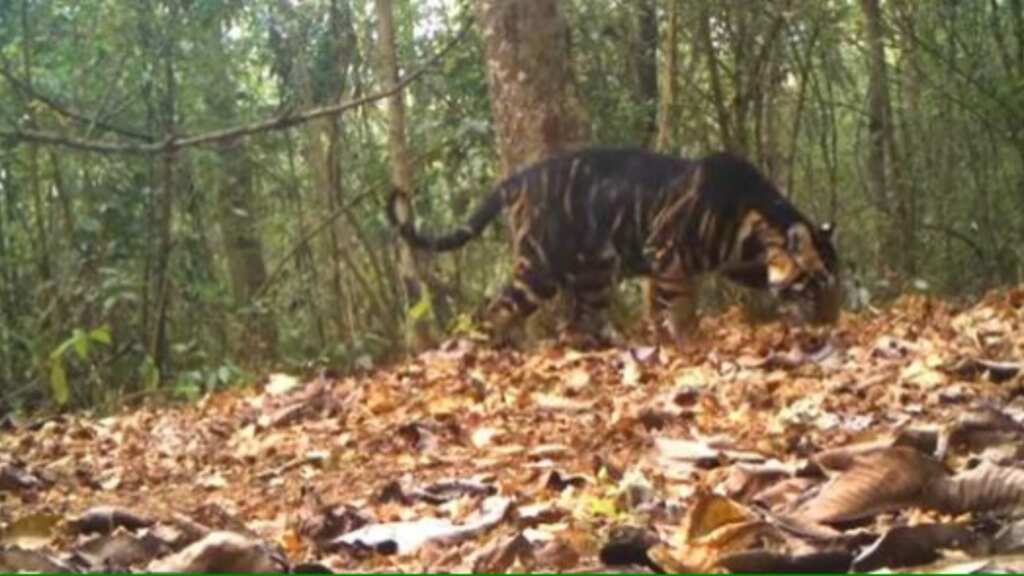 Video of extremely rare melanistic tiger in India amazes netizens
