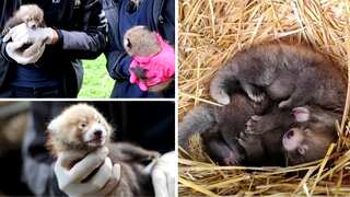 Endangered red panda gives birth to two cubs at Germany’s Karlsruhe Zoo