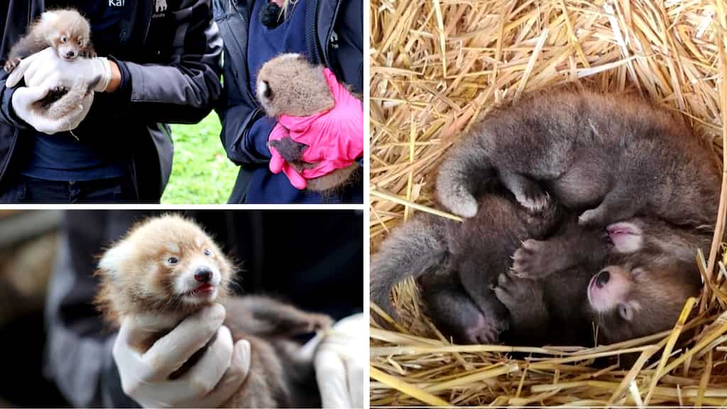 Endangered red panda gives birth to two cubs at Germany’s Karlsruhe Zoo