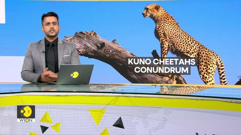 India: Last 2 Kuno cheetahs die of infection caused by insects in monsoon