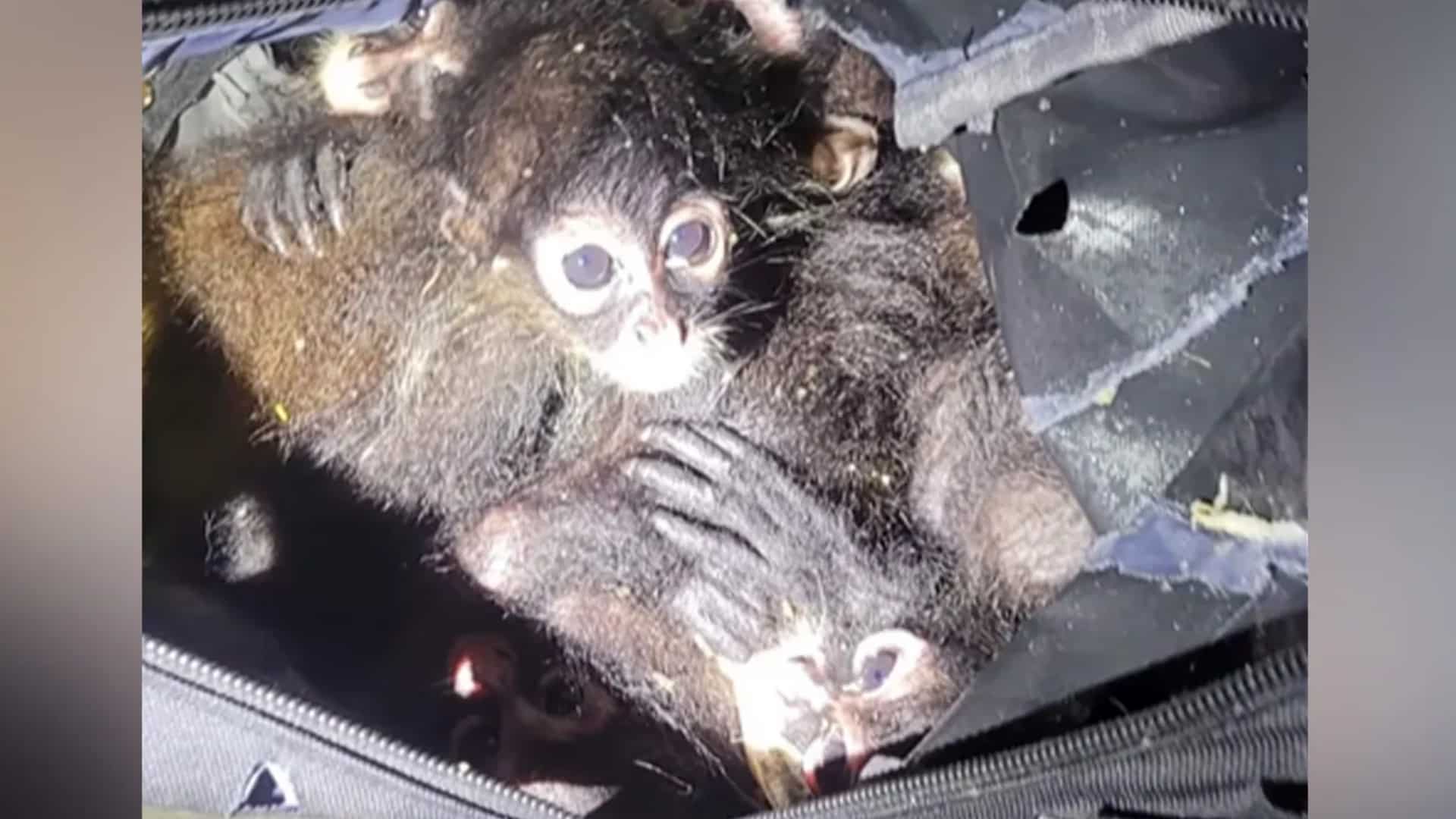 Watch | US police rescue huddled spider monkeys from smuggler's backpack Watch | US police rescue huddled spider monkeys from smuggler's backpack