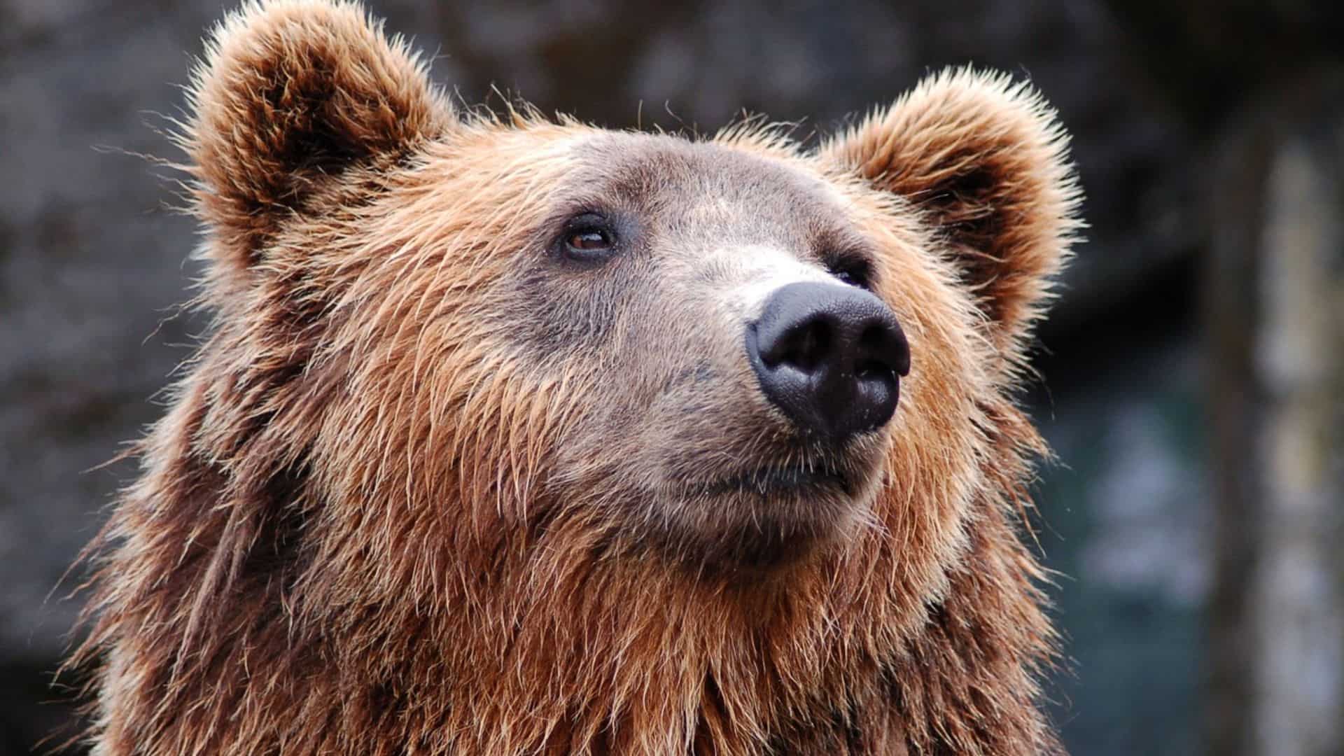 Watch | Bear breaks free from cargo crate on passenger flight in Dubai Watch | Bear breaks free from cargo crate on passenger flight in Dubai