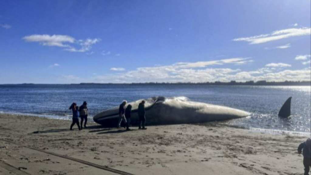 Chile: Huge blue whale washes ashore, environmentalists demand probe