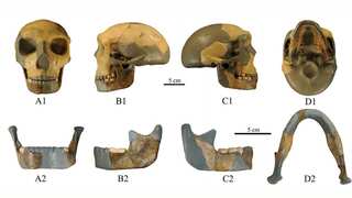 Newly-discovered skull in China baffles scientists. Is it yet another lineage of humans?