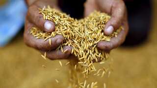 Thailand says no rice export halt, to benefit from India's export ban