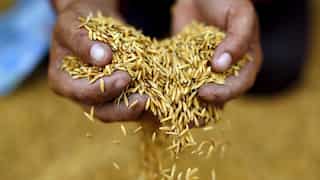 Amid worsening global hunger, WFP requests India for 200,000 tonnes of rice 