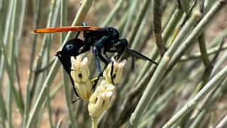 Excruciating wasp sting leaves Tarantula paralysed for more than a month; video leaves viewers astonished