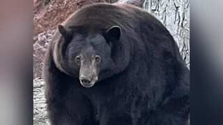 Notorious 'Hank the Tank' bear captured in California's Lake Tahoe region