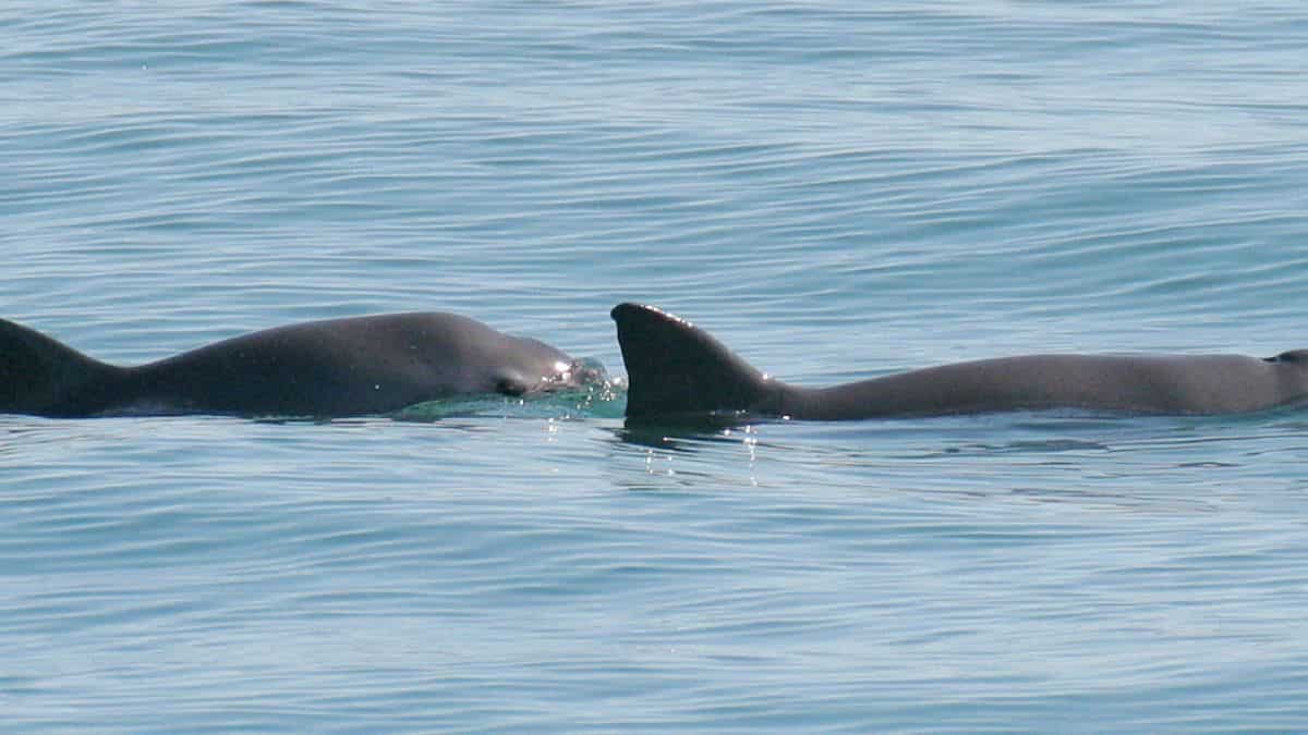 International Whaling Commission issues extinction alert for Mexico's threatened vaquita porpoise International Whaling Commission issues extinction alert for Mexico's threatened vaquita porpoise