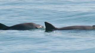 International Whaling Commission issues extinction alert for Mexico's threatened vaquita porpoise