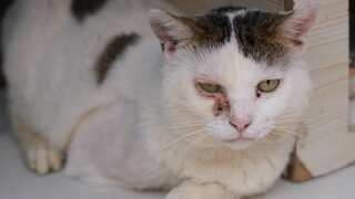 Cyprus to use human Covid vaccine to save cat population from fatal coronavirus strain