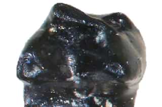 Scientists in Alaska discover fossil of tiny ‘ice mouse’ that lived 73 million years ago
