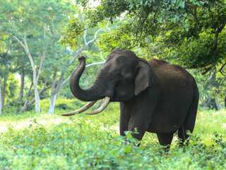 World Elephant Day 2023: Date, history, significance and all you need to know