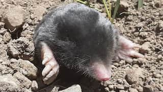 Scientists discover 'very rare' mole living in mountains of Turkey for three million years