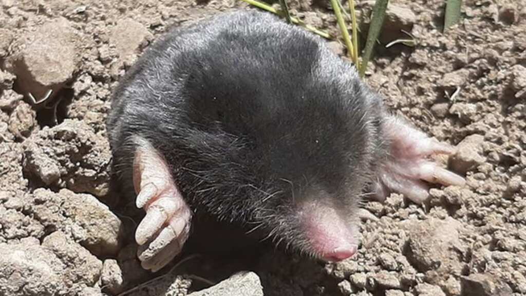 Scientists discover 'very rare' mole living in mountains of Turkey for three million years