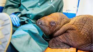 Tragic! Rescued walrus calf that needed 'round-the-clock' cuddles from humans dies