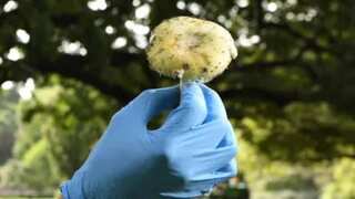 Australia: Woman says she accidentally put lethal mushrooms in dish linked to three deaths