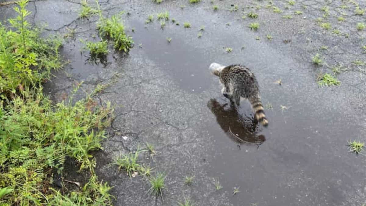 WATCH | Raccoon gets help from police after getting jar stuck on its head WATCH | Raccoon gets help from police after getting jar stuck on its head