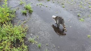 WATCH | Raccoon gets help from police after getting jar stuck on its head