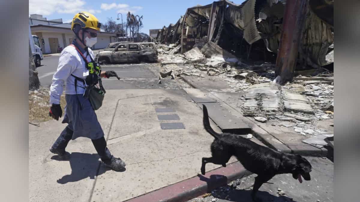 Maui: These highly-trained dogs are on mission to find wildfire victims