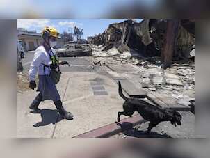 Maui: These highly-trained dogs are on mission to find wildfire victims
