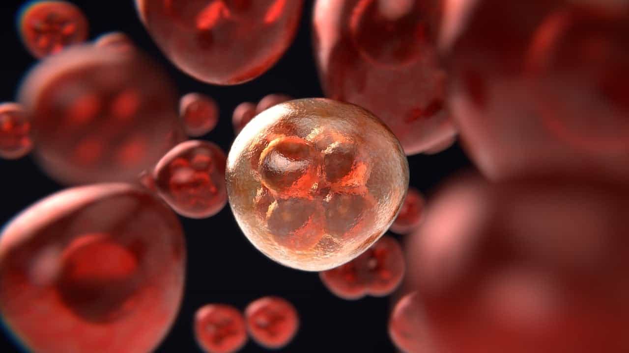 This organ is often removed as 'useless' by doctors. But it might keep death, cancer away
