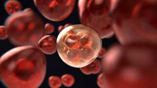This organ is often removed as 'useless' by doctors. But it might keep death, cancer away