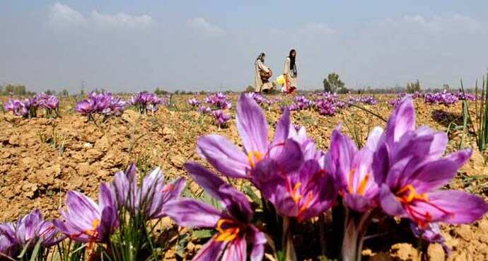Under new export policy, Kashmiri saffron to be exported to over 60 countries