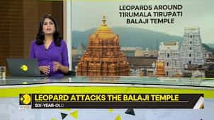 Gravitas: Leopard attacks young girl near temple, officials urge to carry sticks