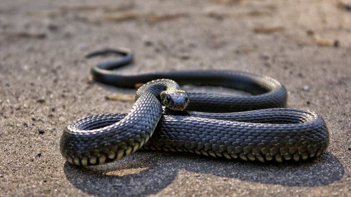 Australia: Snake season begins early as high temperatures hit east coast Australia: Snake season begins early as high temperatures hit east coast