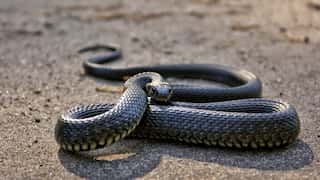 Australia: Snake season begins early as high temperatures hit east coast