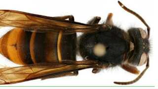 Honeybee-killing yellow hornet spotted in US for the first time, sparks concern