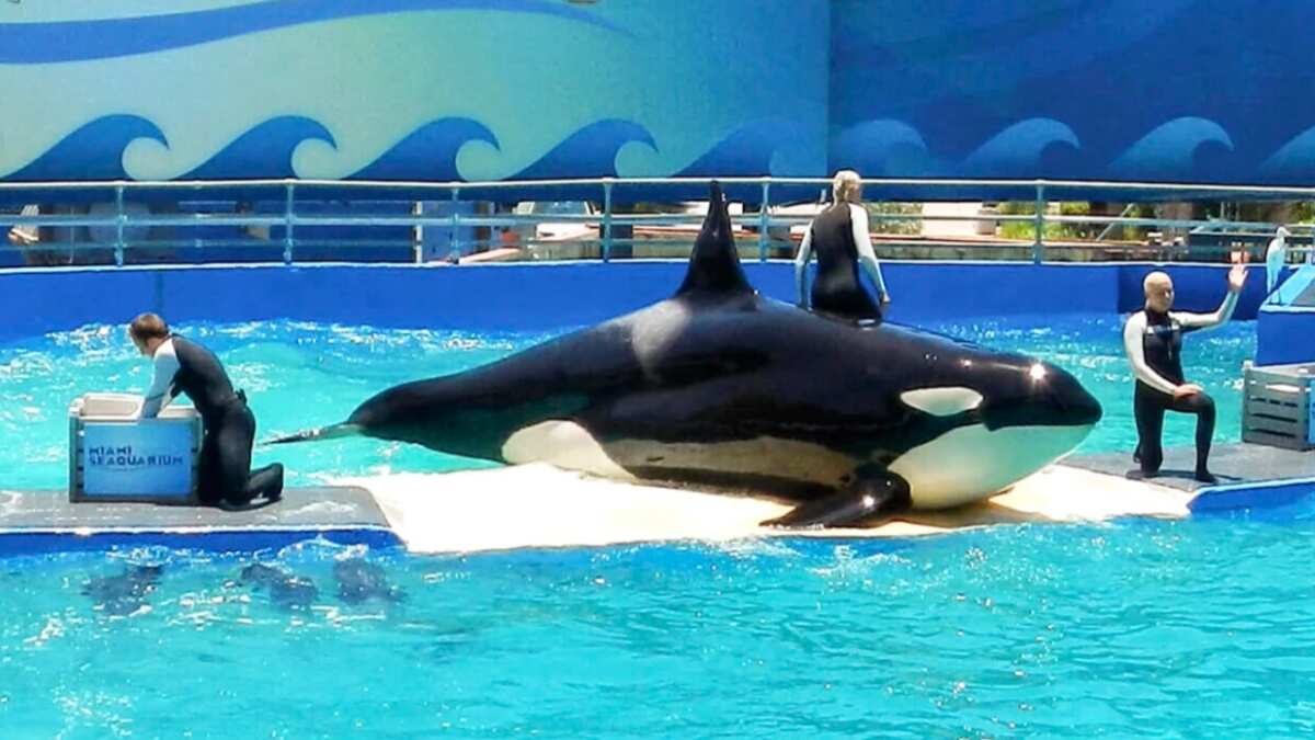 US: Lolita, the famous orca whale in Miami, dies ahead of her release US: Lolita, the famous orca whale in Miami, dies ahead of her release